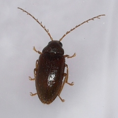 Ptilodactyla