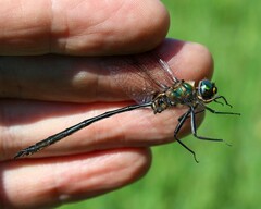 Somatochlora franklini