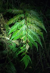 Woodwardia prolifera