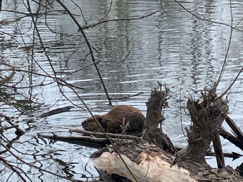 American Beaver photographed in Idaho
