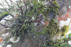 Tillandsia bulbosa