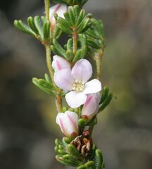 Boronia albiflora