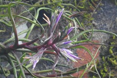 Tillandsia bulbosa