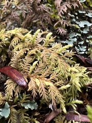Thuidium