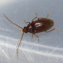 Ptilodactyla