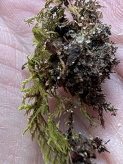 Thuidium
