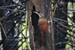 Xiphorhynchus flavigaster