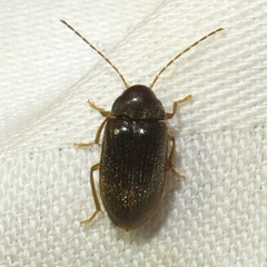 Ptilodactyla