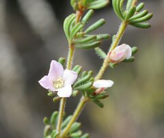 Boronia albiflora