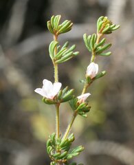 Boronia albiflora
