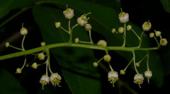 Toechima pterocarpum