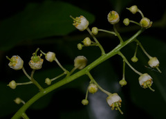 Toechima pterocarpum