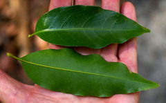 Toechima pterocarpum