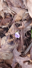 Hepatica americana