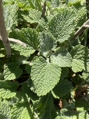Marrubium