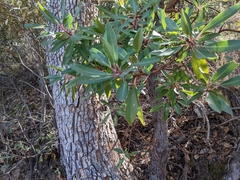 Arbutus arizonica