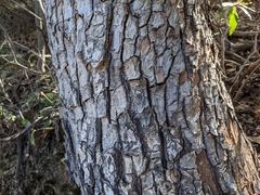 Arbutus arizonica