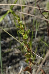 Ludwigia microcarpa