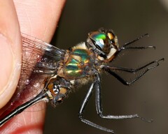 Somatochlora franklini