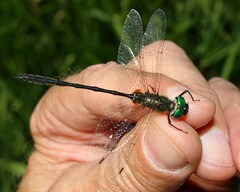 Somatochlora franklini