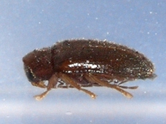 Ptilodactyla