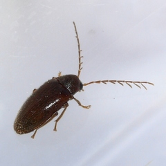 Ptilodactyla