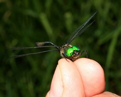 Somatochlora franklini