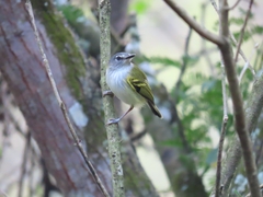 Poecilotriccus sylvia