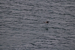 Phalacrocorax punctatus