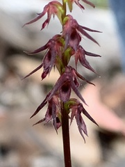 Genoplesium filiforme