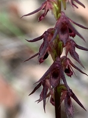 Genoplesium filiforme