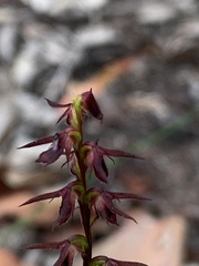 Genoplesium filiforme