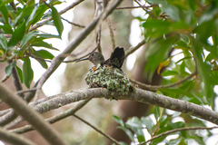 Eupetomena cirrochloris