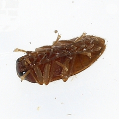 Ptilodactyla
