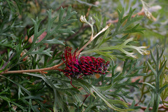 Grevillea beardiana