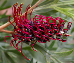 Grevillea beardiana