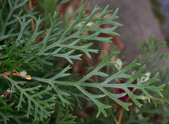 Grevillea beardiana
