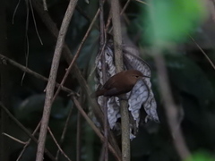 Troglodytes aedon grenadensis