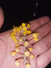 Byrsonima crassifolia