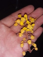 Byrsonima crassifolia