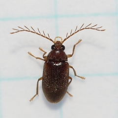 Ptilodactyla
