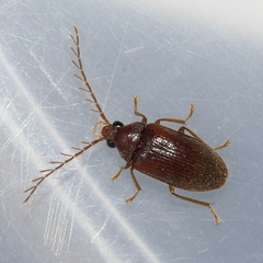 Ptilodactyla
