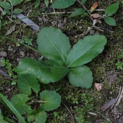 Erigeron primulifolius