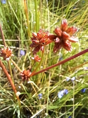 Juncus holoschoenus
