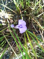 Utricularia beaugleholei