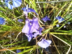 Utricularia beaugleholei