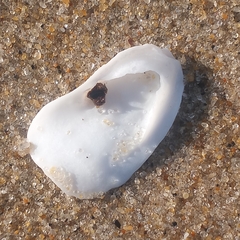 Crepidula plana
