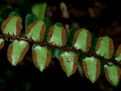 Pellaea rotundifolia