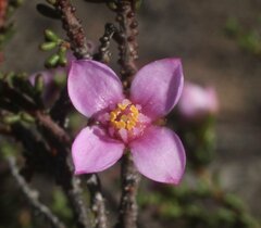 Boronia inornata
