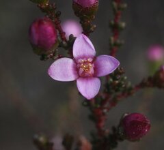 Boronia inornata